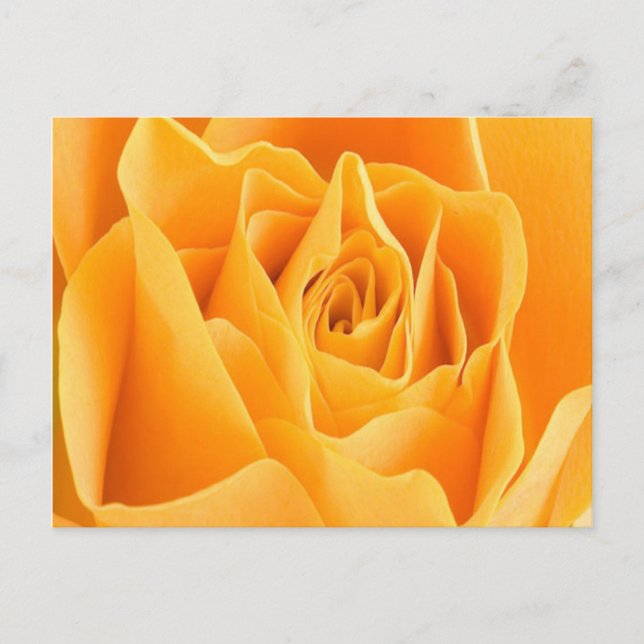 Rose Petal Postcard (Front)