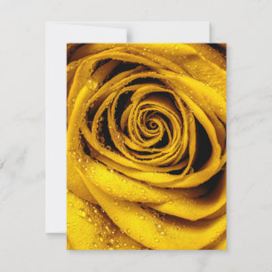 Rose Petals 4 Card