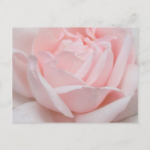 Rose Petals Postcard