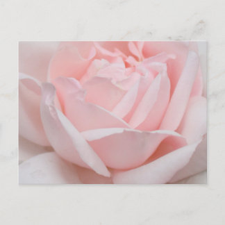 Rose Petals Postcard