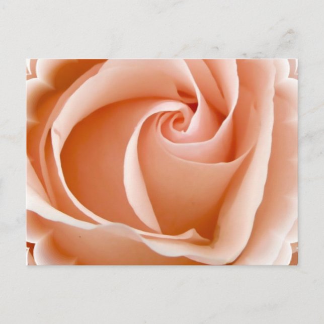 Rose Photo Postcard (Front)