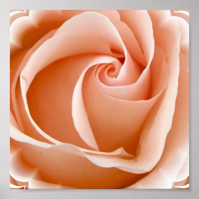 Rose Photo Poster Print (Front)