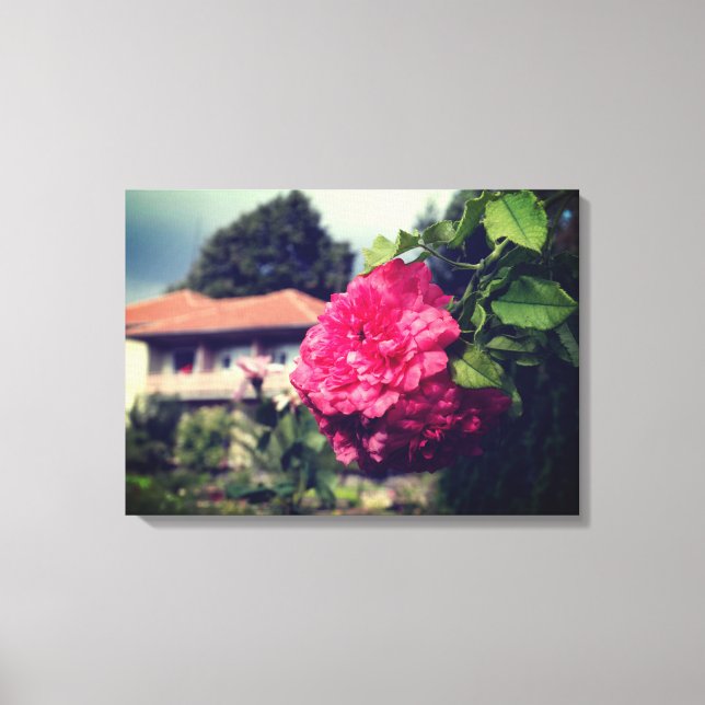 Rose, photo rustique, toile étirée d'été (Recto)
