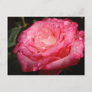 Rose pink drenched postcard