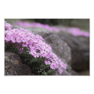 Rose Pink / Phlox Flowers Photo Print