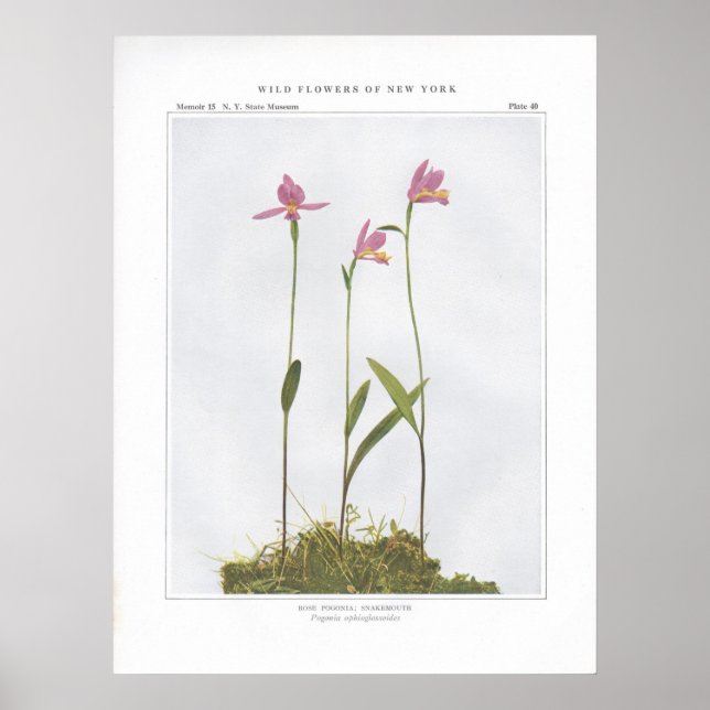 Rose Pogonia; Snakemouth - Pogonia ophioglossoides Poster (Front)