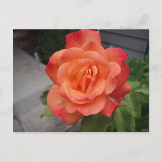 Rose Postcard