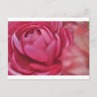 Rose Postcard