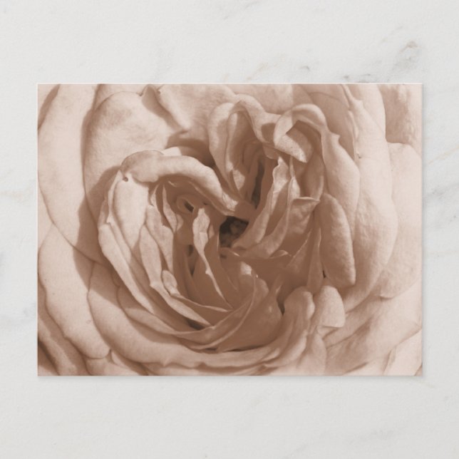 Rose Postcard (Front)