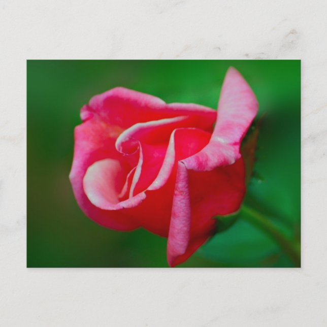 Rose Postcard (Front)