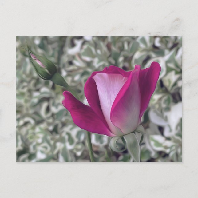 Rose Postcard (Front)