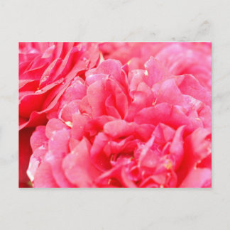 Rose Postcard