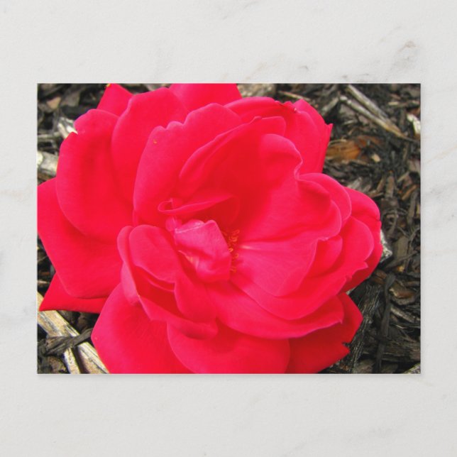 Rose Postcard (Front)