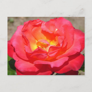 rose postcard