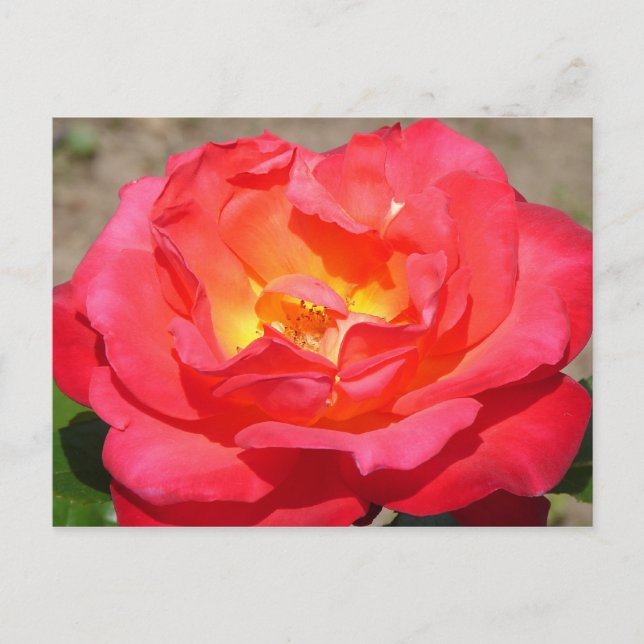 rose postcard (Front)