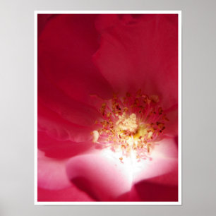 Rose Poster