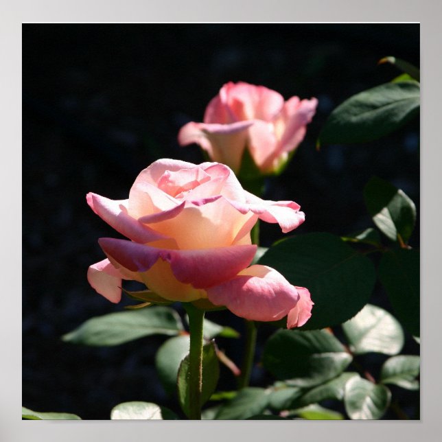 rose poster (Front)
