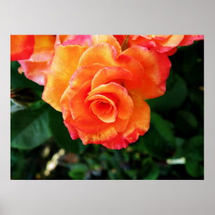 rose poster