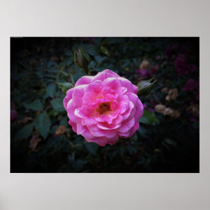 Rose,  poster