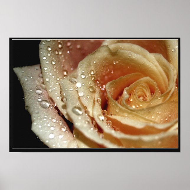 Rose Poster (Front)