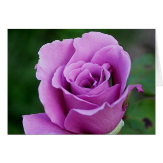 Rose pourpre