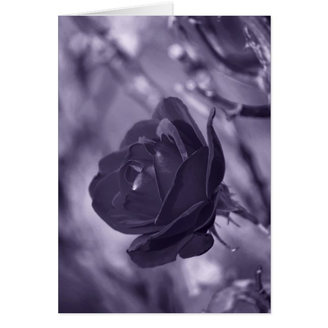 Rose pourpre (Devant)