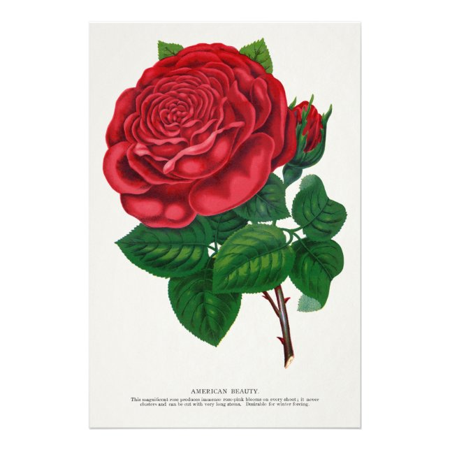 Rose Print Rochester Lithographing and Printing Co (Front)