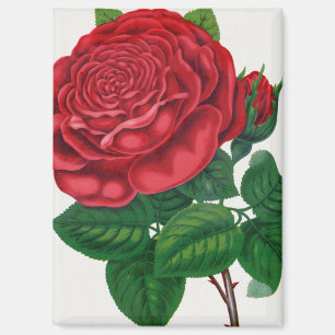 Rose Print Rochester Lithographing and Printing Co Magnet