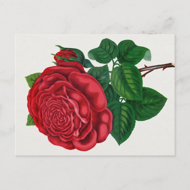 Rose Print Rochester Lithographing and Printing Co Postcard (Front)