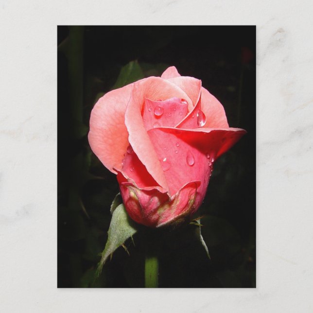 Rose rain drops card (Front)