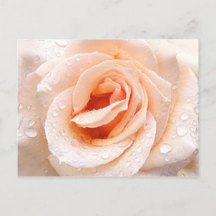 Rose raindrop postcard