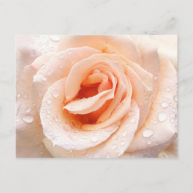 Rose raindrop postcard (Front)