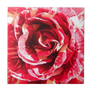 Rose red and white striped floral photography tile