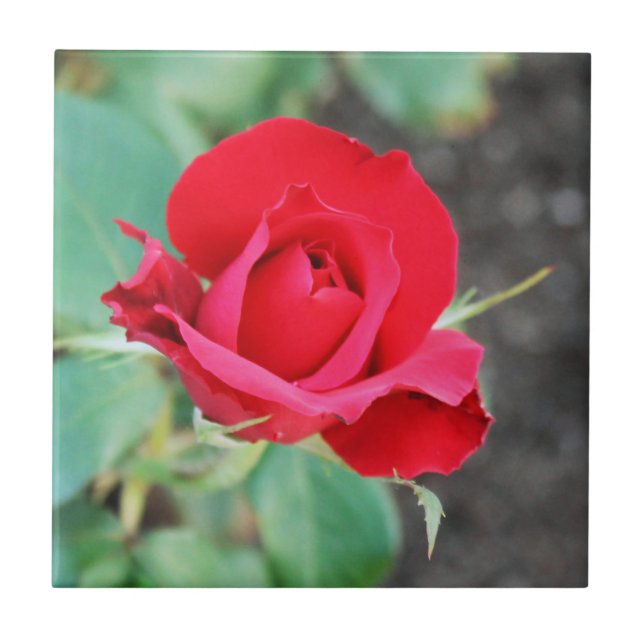Rose Red Tile (Front)