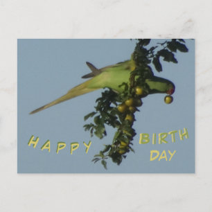 Rose-Ringed Parakeet eating Birthday Postcard