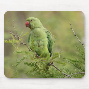 Rose-ringed Parakeet Mouse Pad