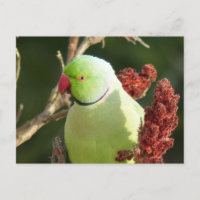 Rose-ringed parakeet