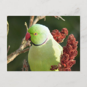 Rose-ringed parakeet postcard