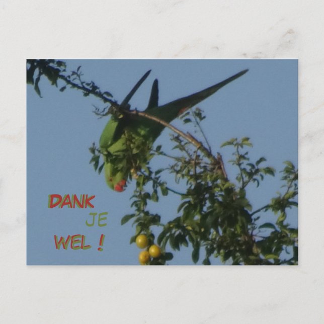 Rose-Ringed Parakeet Thank You Postcard (Front)