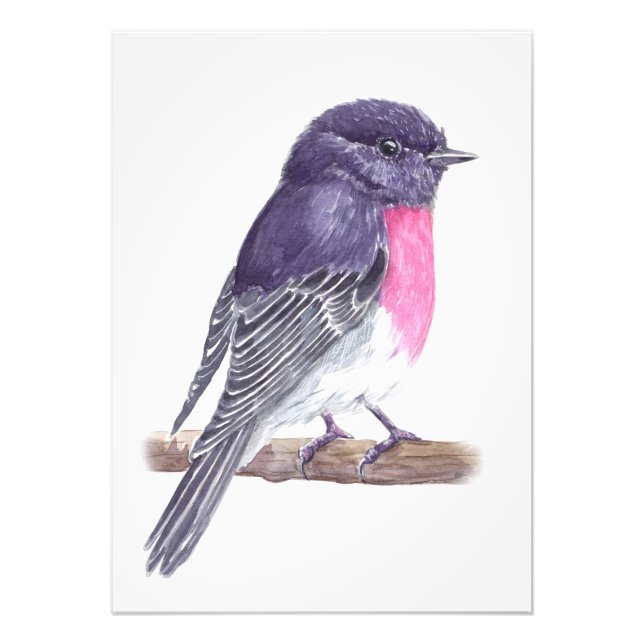 Rose robin photo print (Front)