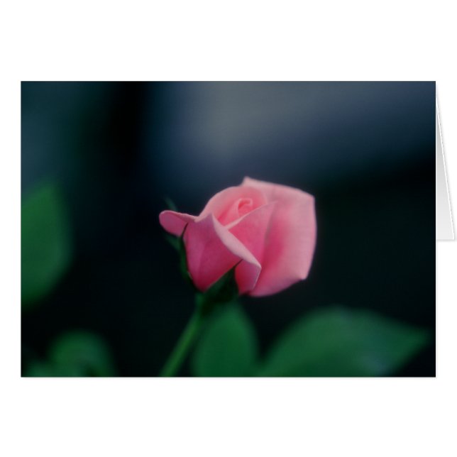 rose rose (Devant horizontal)