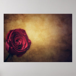 Rose rose bloom abstract romantic poster