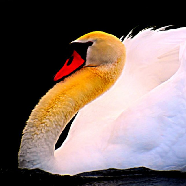 Rose rose chaud sur Cravate noire (Créateur téléchargé)