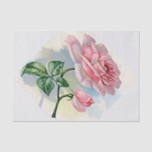 Rose rose de beauté sur le papier de soie de soie