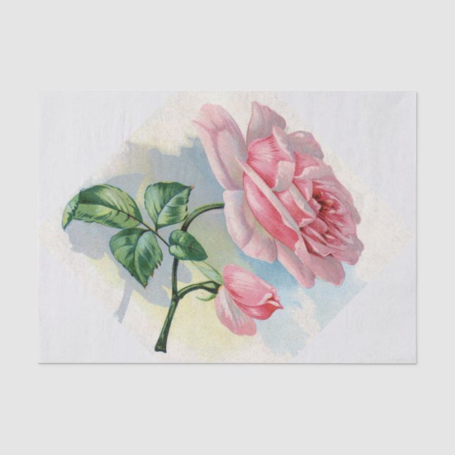Rose rose de beauté sur le papier de soie de soie (Recto)