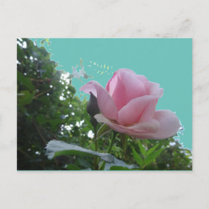 Rose Rose Gros plan do-it-yourself carte postale
