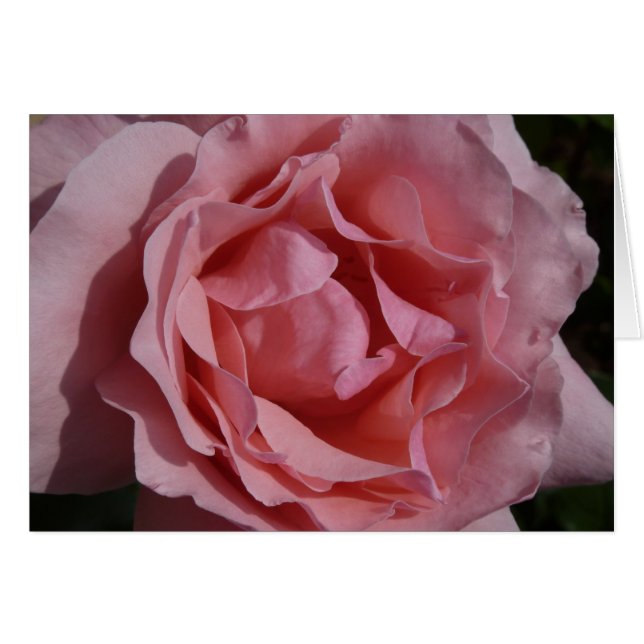 Rose rose II Plutôt Floral (Devant horizontal)