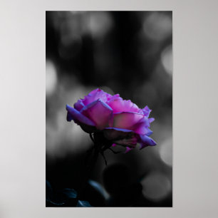 Rose Rose Néon sur Affiche Bokeh Noir et Blanc