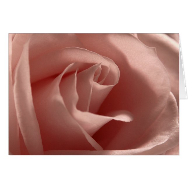 Rose rose pâle (Devant horizontal)