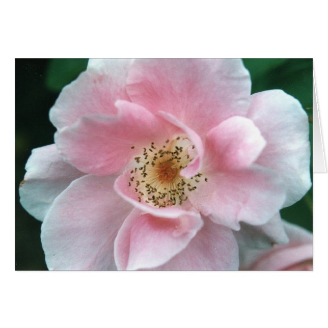 Rose rose rose (Devant horizontal)